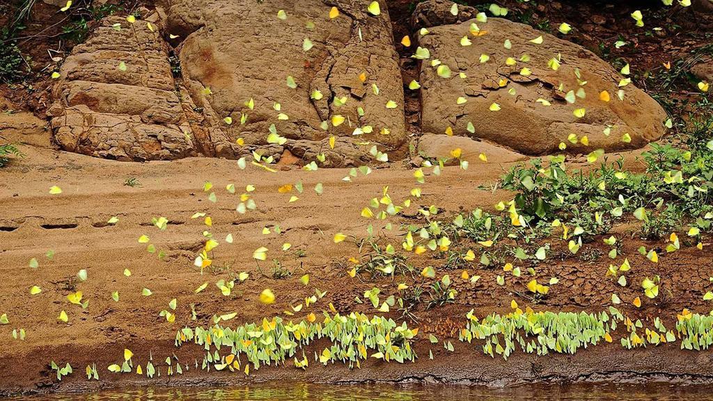 Posada Del Chaman Iguazu Пуерто-Іґуасу Екстер'єр фото