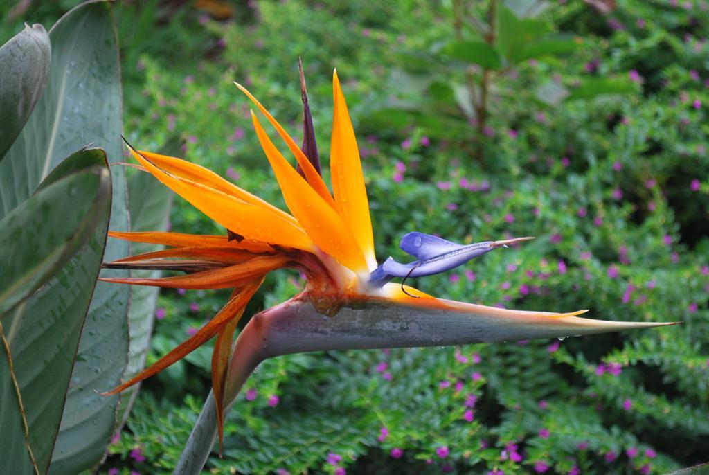 Posada Del Chaman Iguazu Пуерто-Іґуасу Екстер'єр фото